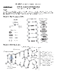 DNA Structure and Replication Answer Key POGIL