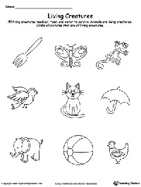 Plants and Animals Worksheet Kindergarten