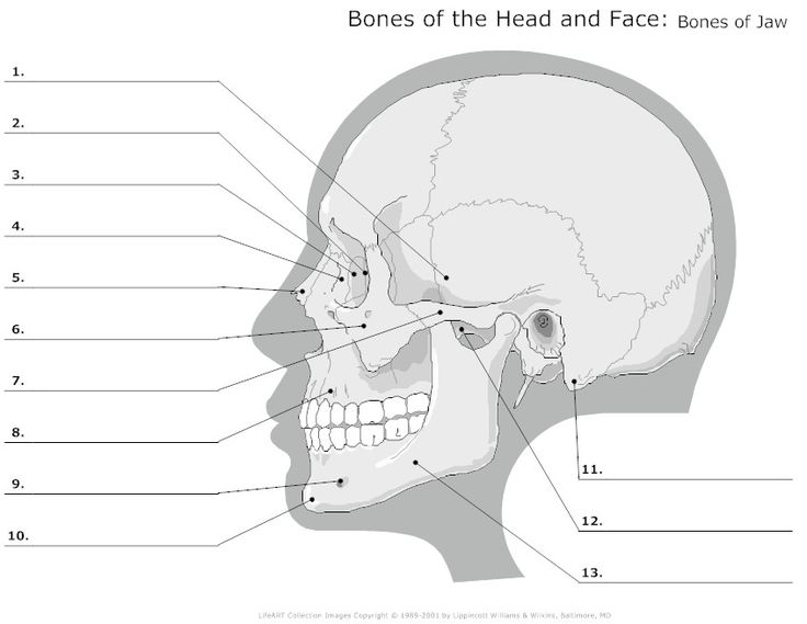 14 Best Images of Human Anatomy Labeling Worksheets - Blank Head and