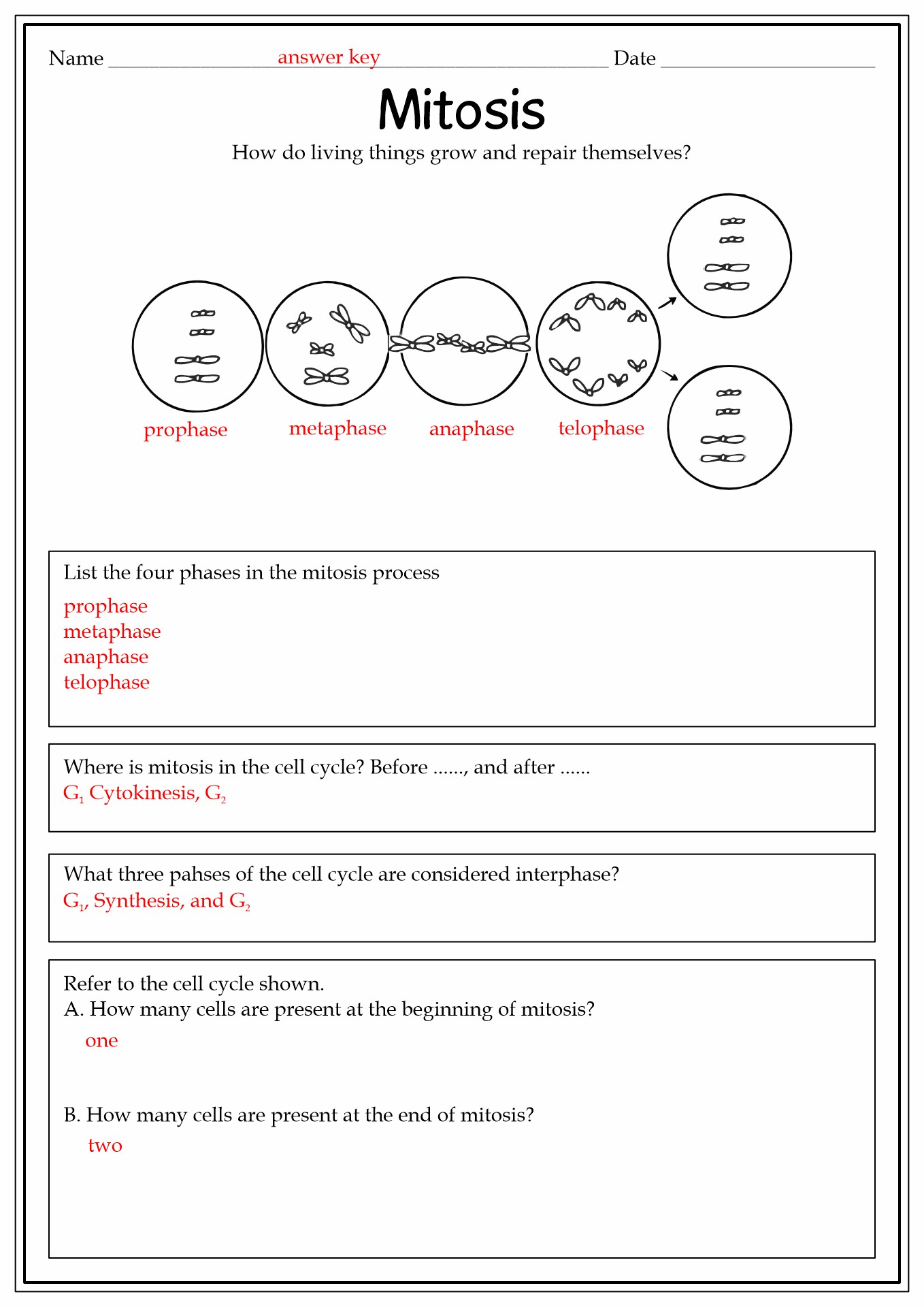 16 Best Images Of College Biology Worksheets Cell Organelle Quiz