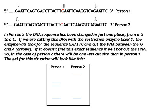 13-best-images-of-enzymes-worksheet-answer-key-cut-out-restriction-enzyme-worksheet-answers