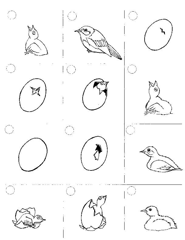 Bird Life Cycle Worksheet