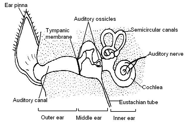 Inner Ear Diagram Worksheet