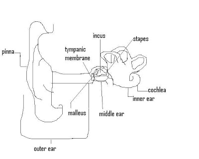 Label Ear Diagram Worksheet