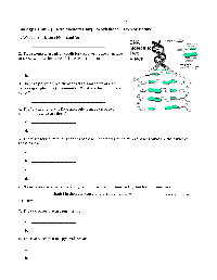 DNA Structure Worksheet Answers