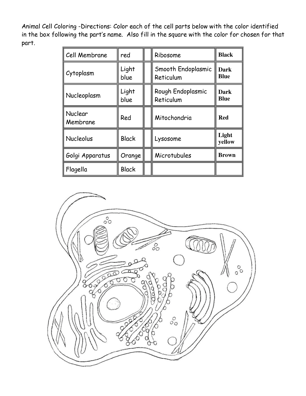Animal Cells Worksheet Answers