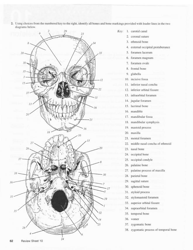 12 Best Images of The Skeleton Key Worksheet - Skeletal System Diagram