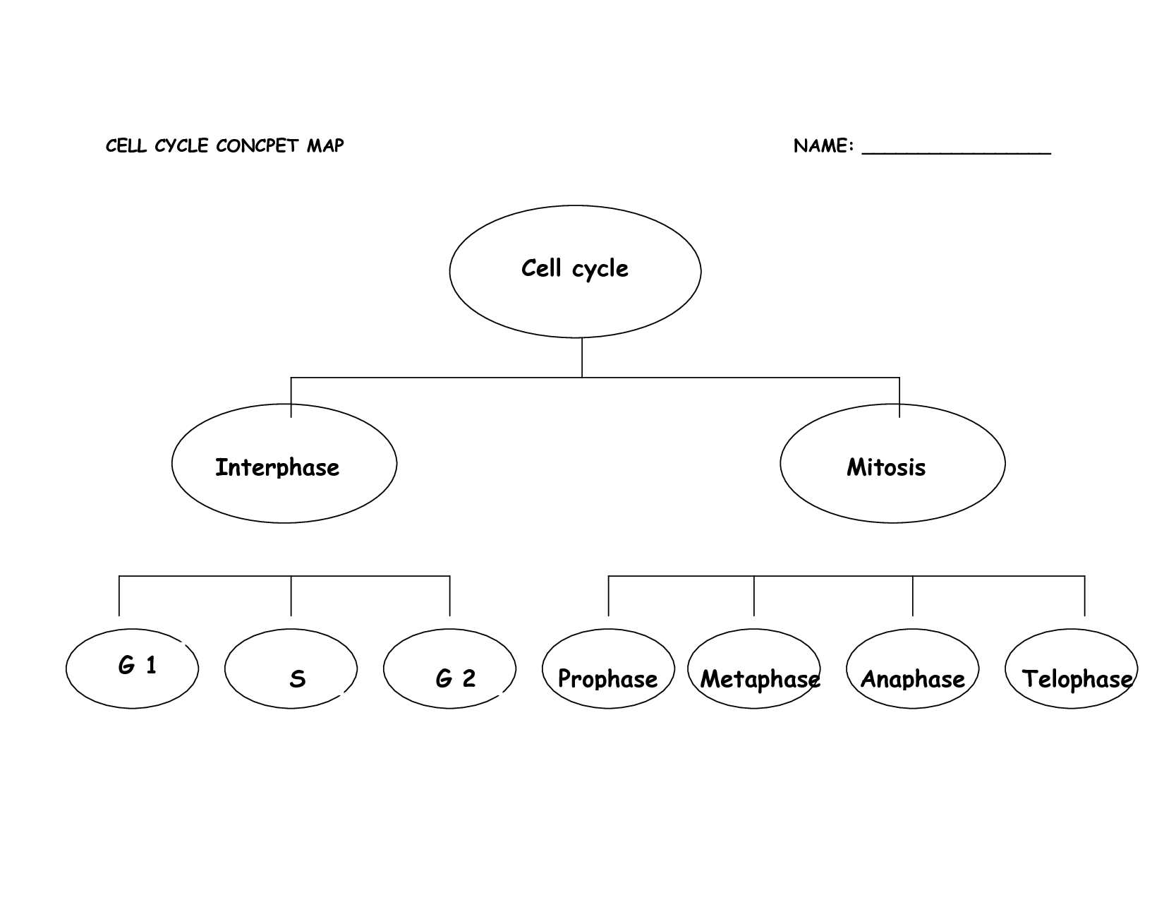 17-best-images-of-mitosis-concept-map-worksheet-cell-cycle-and-mitosis-concept-map-answers