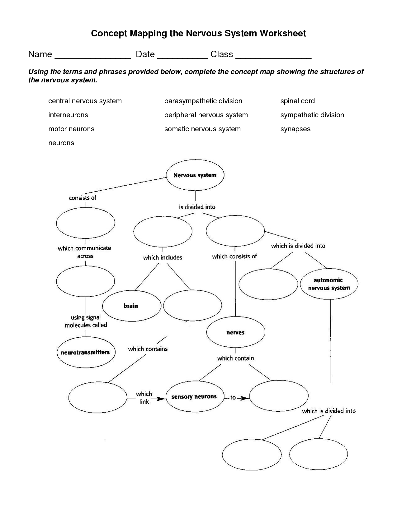 Cell Concept Map Worksheet Answers