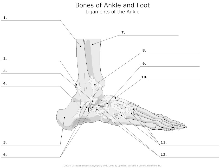 Foot and Ankle Bones Unlabeled