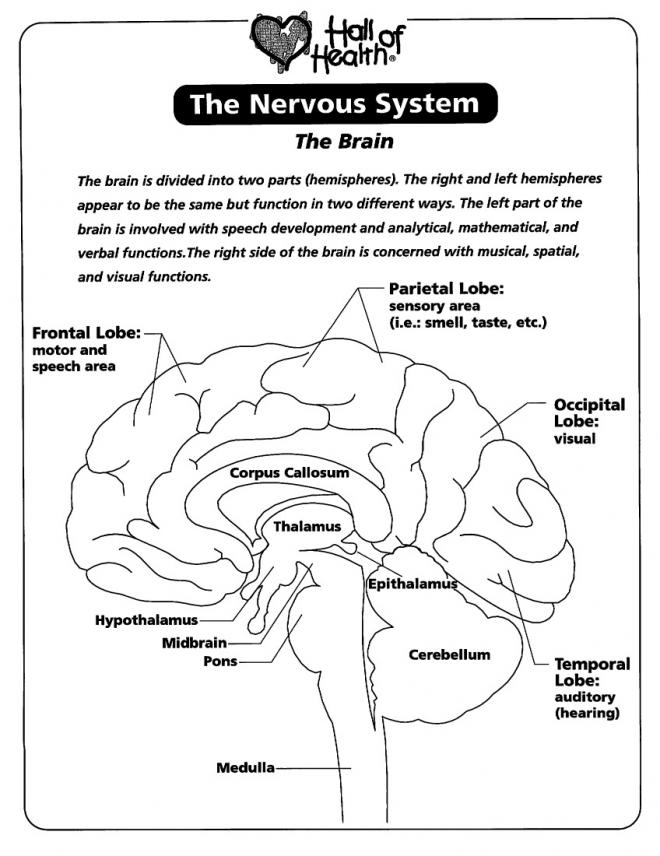11 Best Images of Brain Diagram Worksheet - Unlabeled Brain Diagram