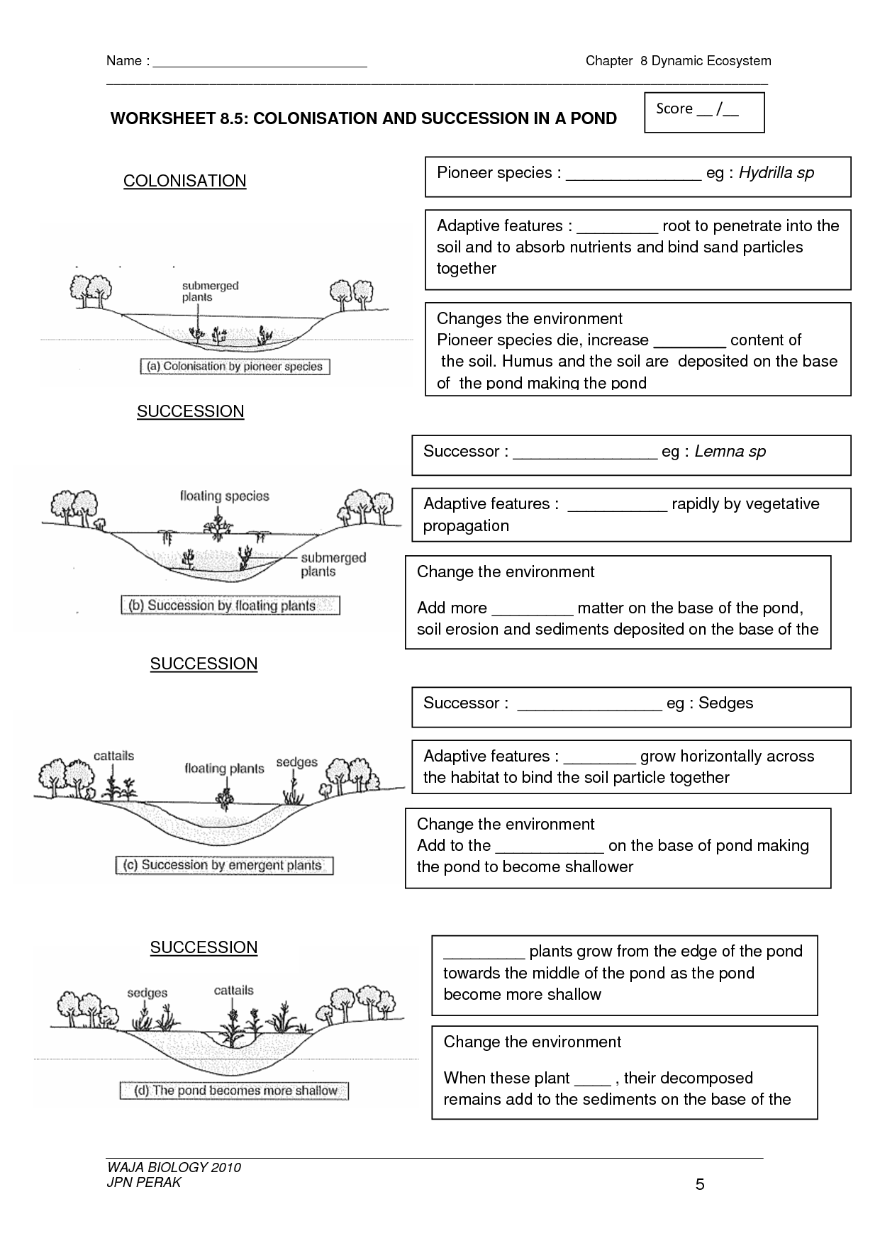 Ecological Succession Worksheet Answers