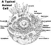 Labeled Animal Cell Worksheet