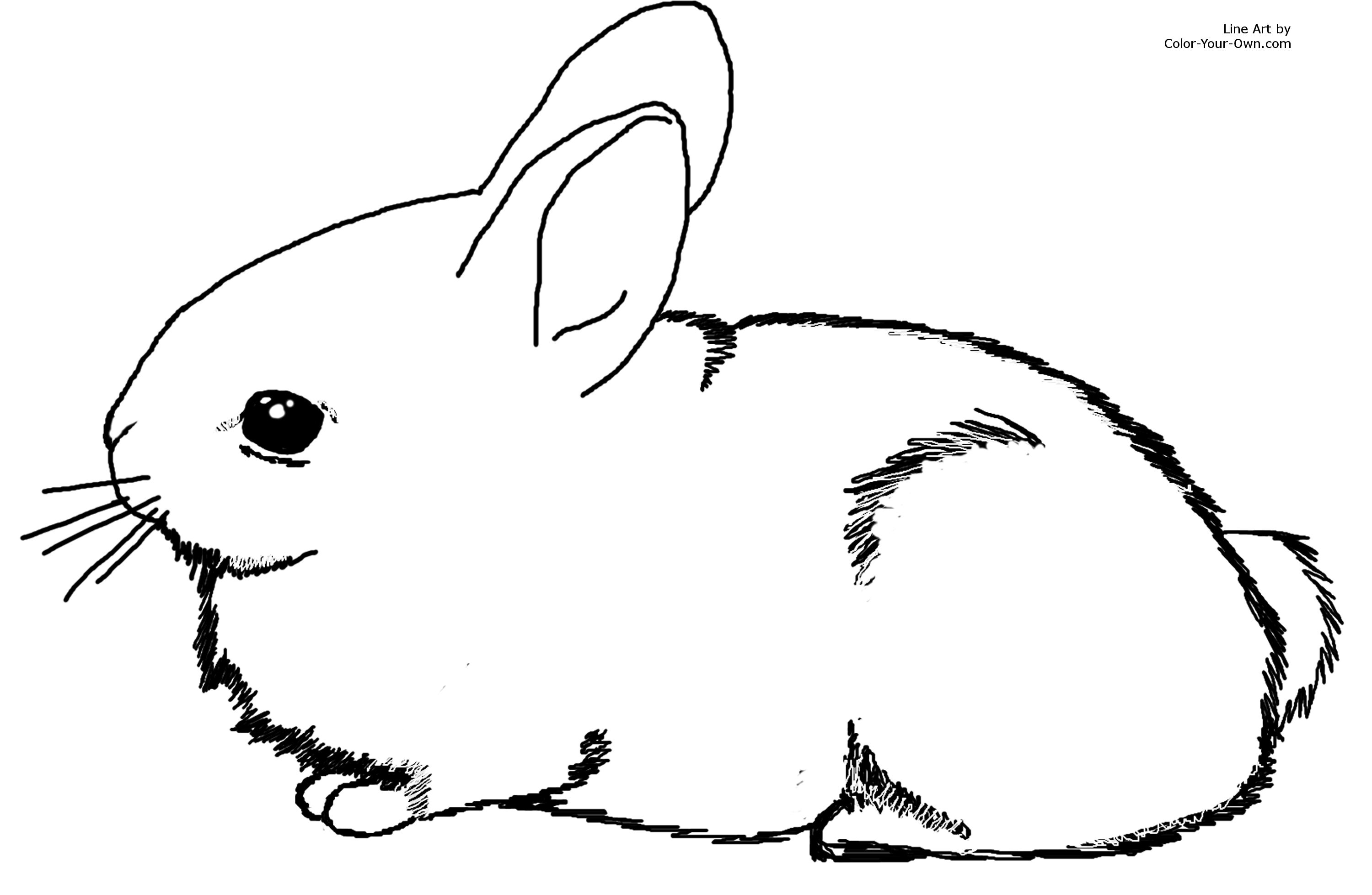 Baby Bunny Rabbit Coloring Pages