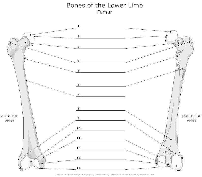 12 Best Images of Skull Anatomy And Physiology Worksheets - Skull Bones