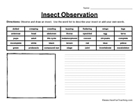 Observation Worksheets Insects