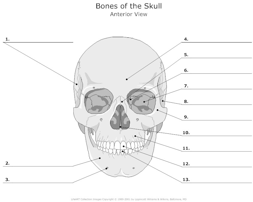 12 Best Images of Skull Anatomy And Physiology Worksheets Skull Bones