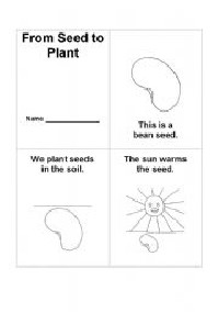 Plant Life Cycle Seed Worksheet