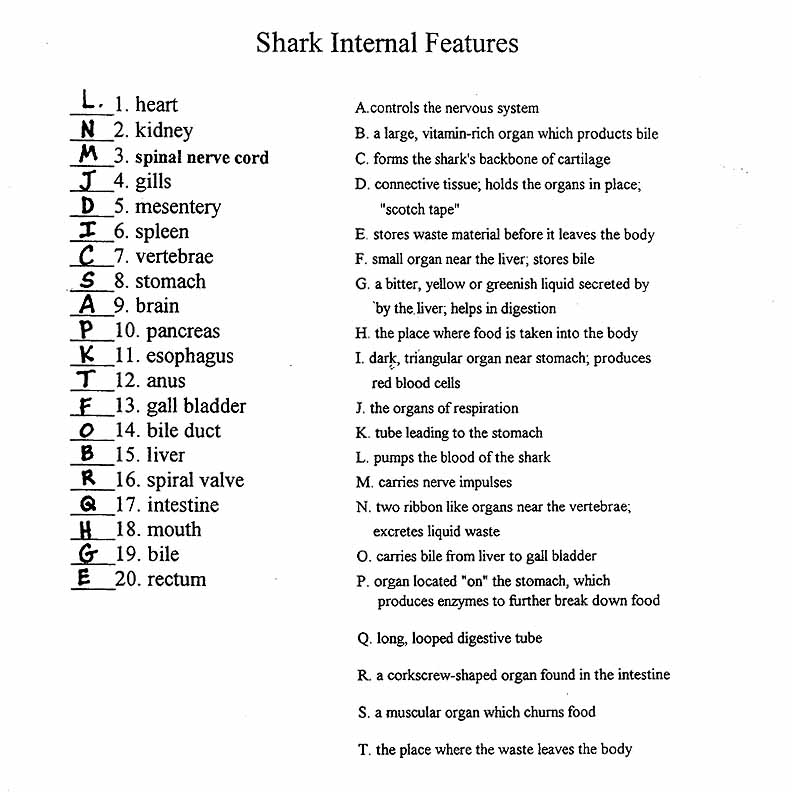 i-need-answers-for-the-shark-dichotomous-key-worksheet-brainly