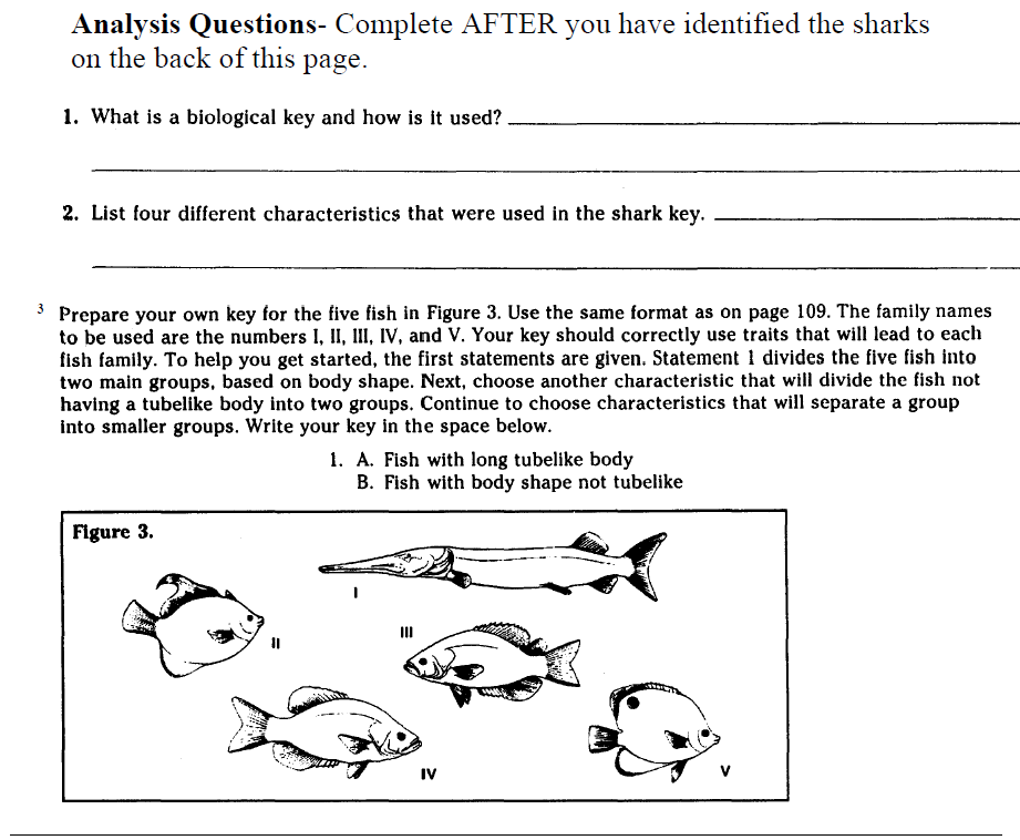 Fish Dichotomous Key Worksheet Answers