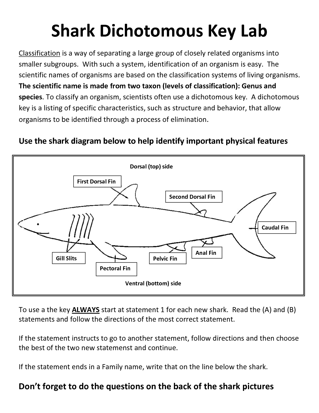 18-best-images-of-shark-dichotomous-key-worksheet-shark-dichotomous-key-dichotomous-key