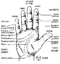 Hand Surface Anatomy Diagram