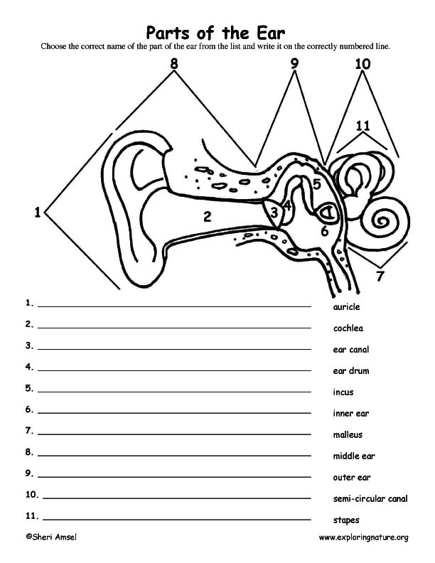 7 Best Images of Inner Ear Diagram Worksheet - Outer Middle Inner Ear