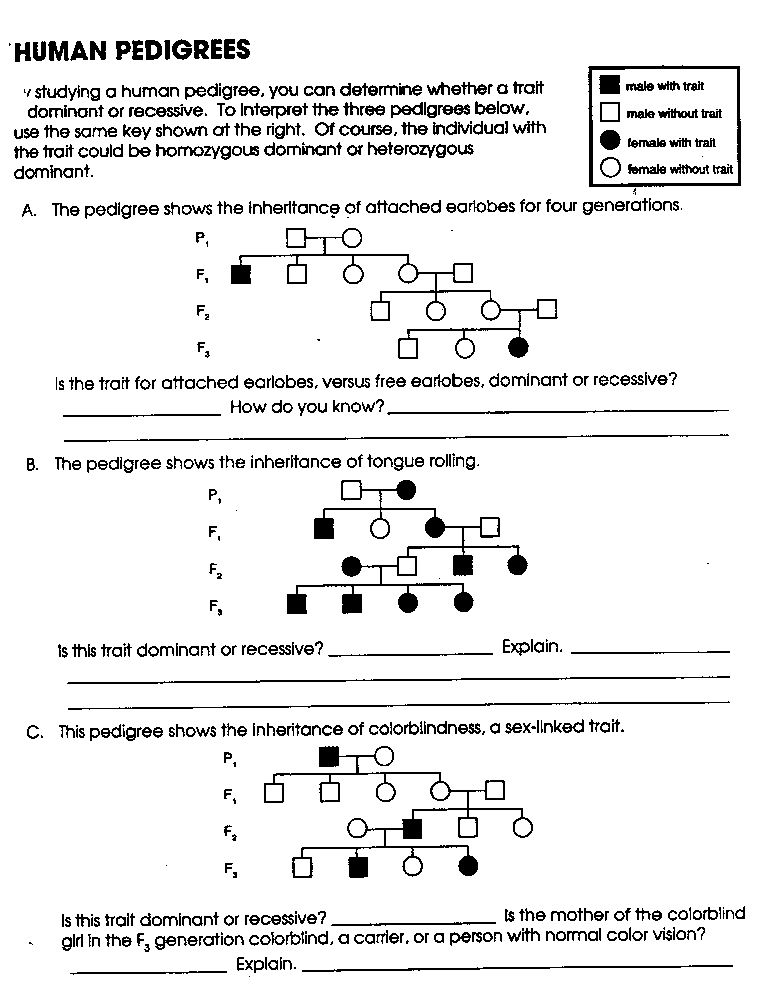 Human Pedigrees Worksheet Answer Key