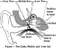Outer Middle Inner Ear