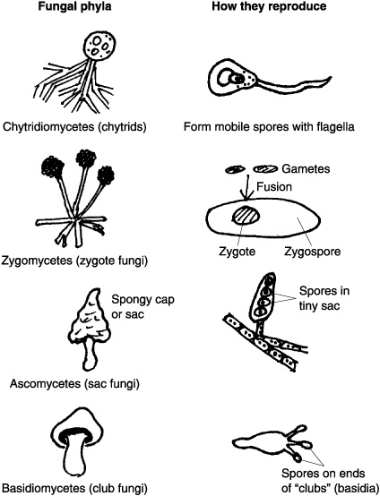 14 Best Images of Types Of Scientists Worksheet - Fungi Coloring