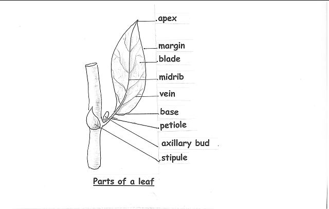 9 Best Images Of Parts Of A Leaf Worksheet