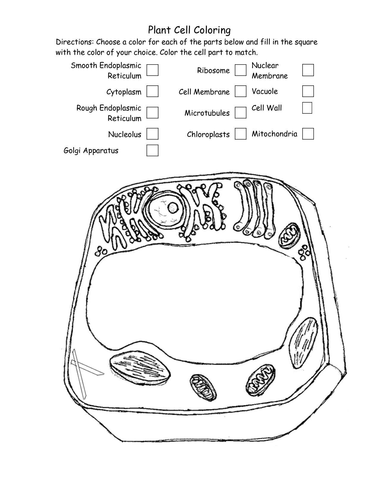 The Cell Cycle Coloring Worksheet Answer Key Coloring Pages