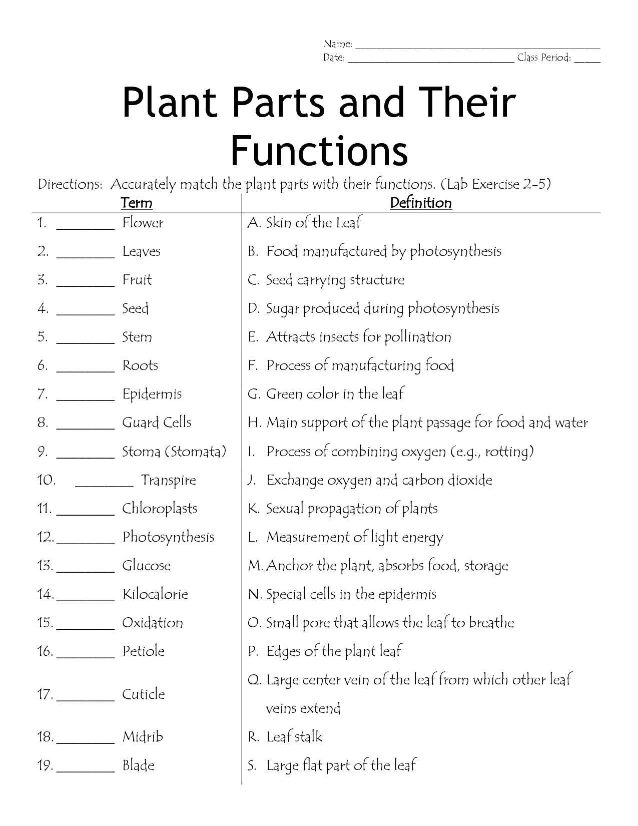 13 Best Images of Plant Structure And Function Worksheet ...