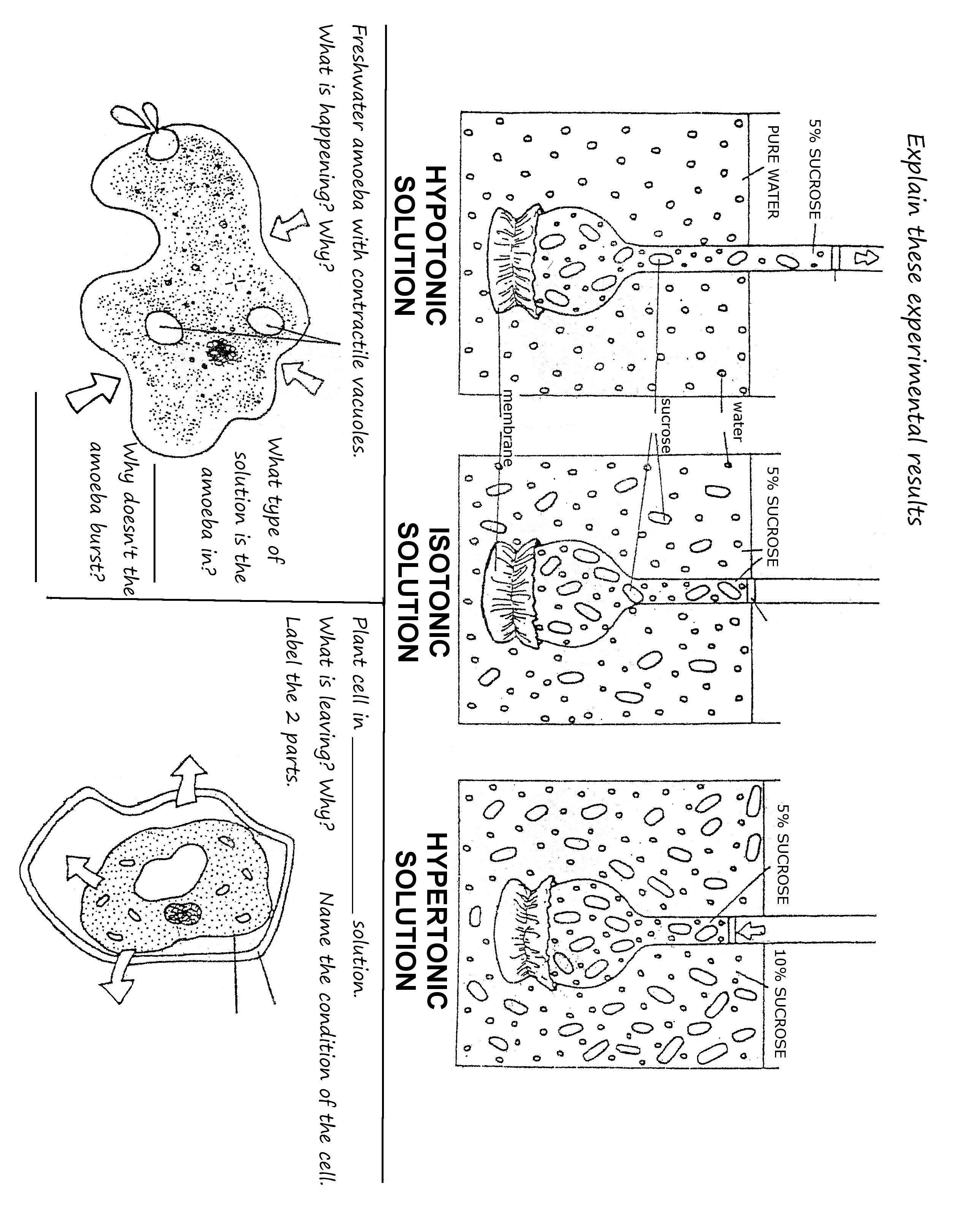 13-best-images-of-plant-structure-and-function-worksheet-plant-cell-structure-and-function