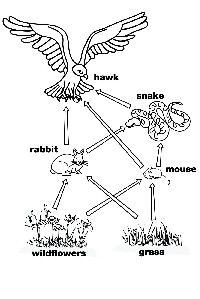 Food Web Coloring Pages