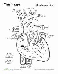 Heart and Circulatory System Worksheets