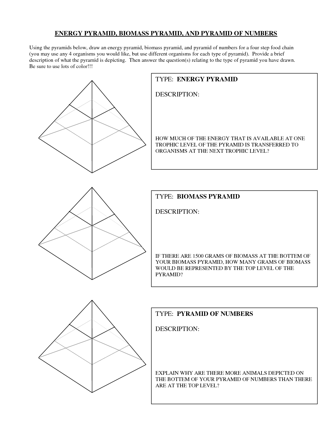 13-best-images-of-ecological-pyramids-worksheet-answer-key