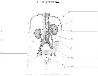 Urinary System Diagram Unlabeled