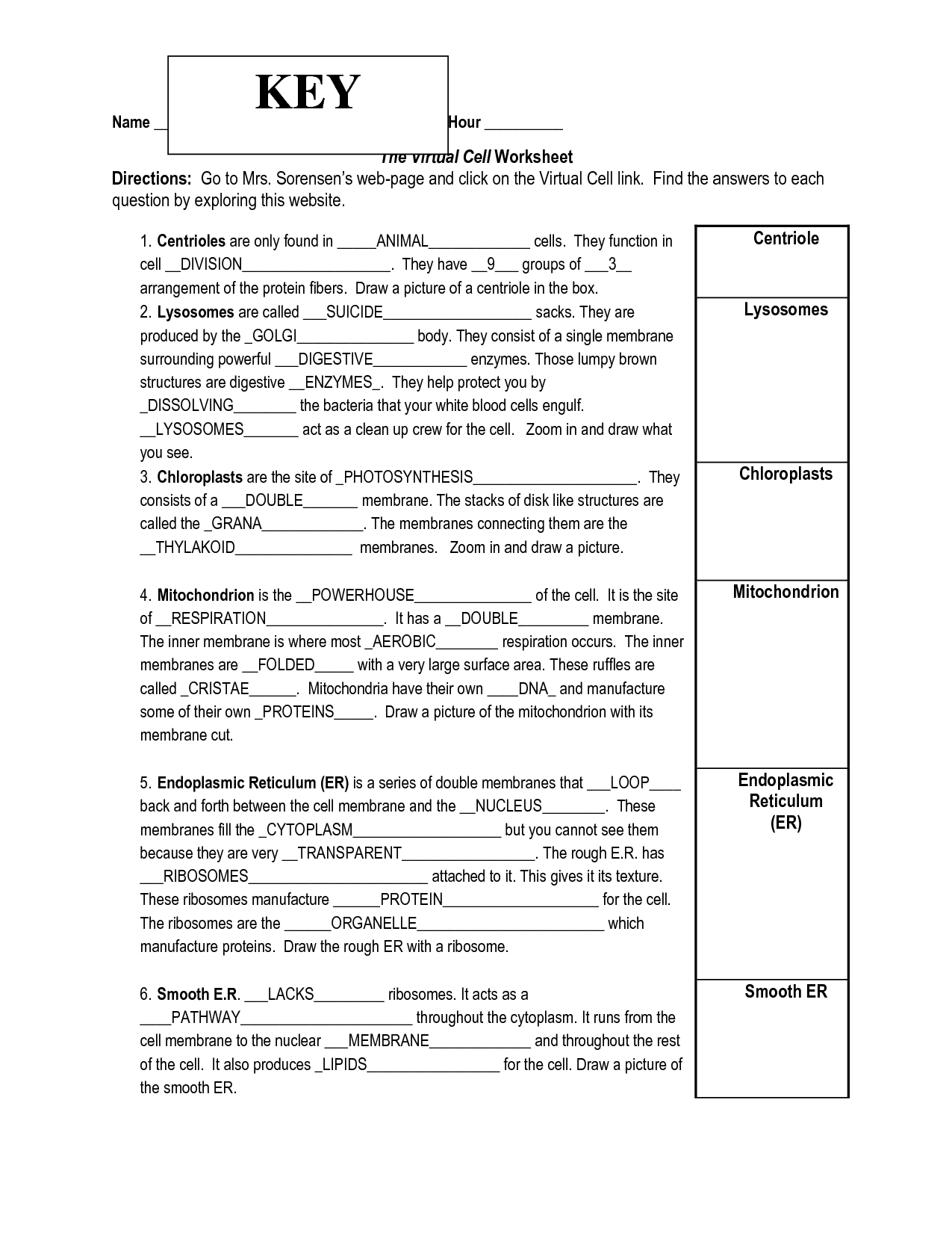 Function Of The Organelles Worksheet