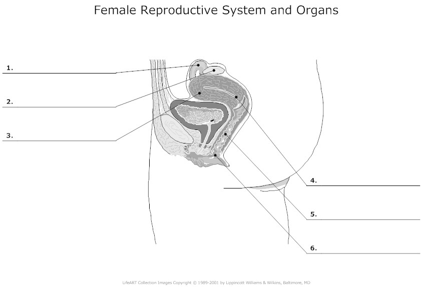 11 Best Images Of Human Reproductive System Diagram