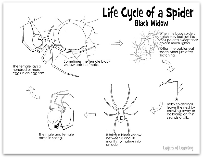 11 Best Images of Spider Life Cycle Worksheet Black Widow Spider Life