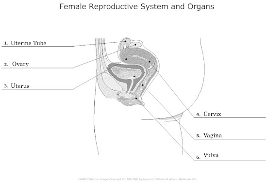 11-best-images-of-human-reproductive-system-diagram-worksheet-anatomy-female-reproductive