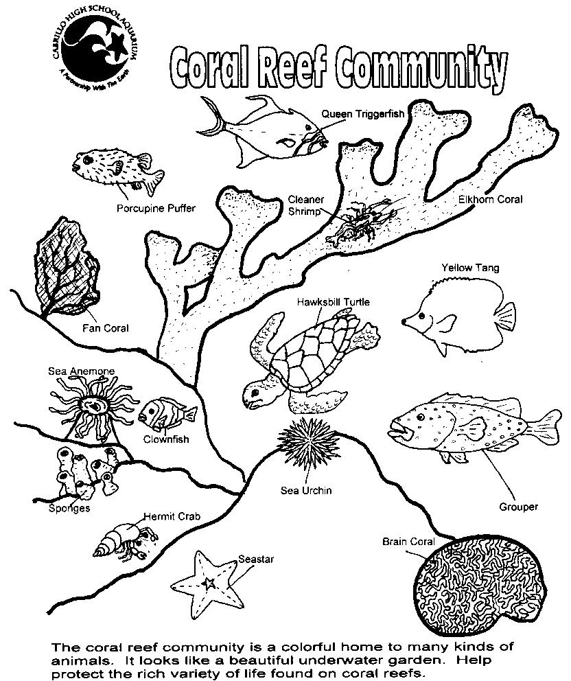 Ocean Coral Reef Coloring Page