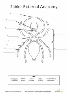 11 Best Images of Spider Life Cycle Worksheet - Black Widow Spider Life