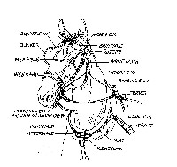 Horse Harness Parts Diagram