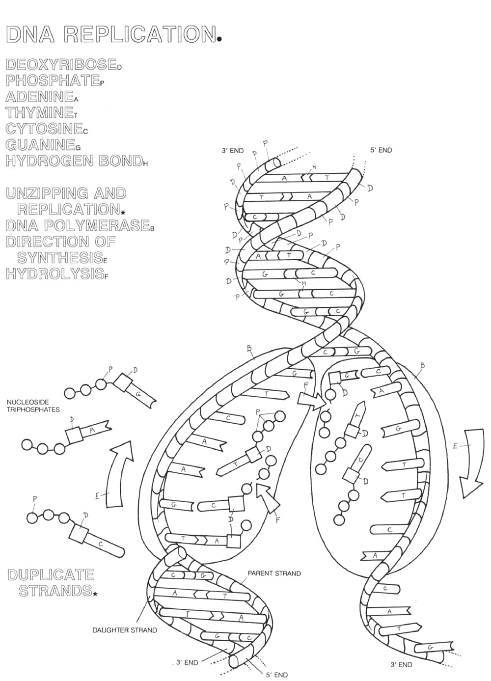 13 Best Images of The DNA Double Helix Coloring Worksheet Answer Key  The DNA Double Helix 
