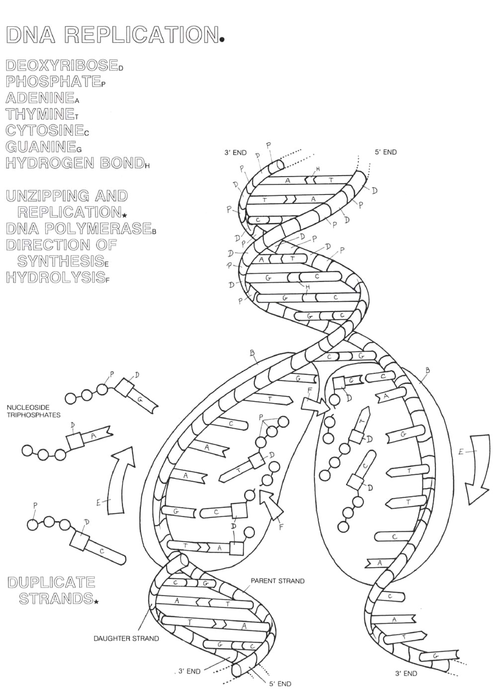 13 Best Images of The DNA Double Helix Coloring Worksheet Answer Key The DNA Double Helix 13 Best Images of The DNA Double Helix Coloring Worksheet Answer Key The DNA Double Helix