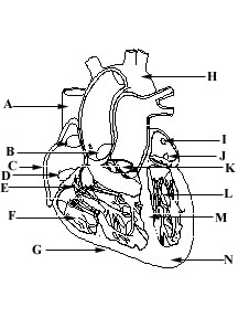 11 Best Images of Heart Anatomy Diagram Worksheet ...