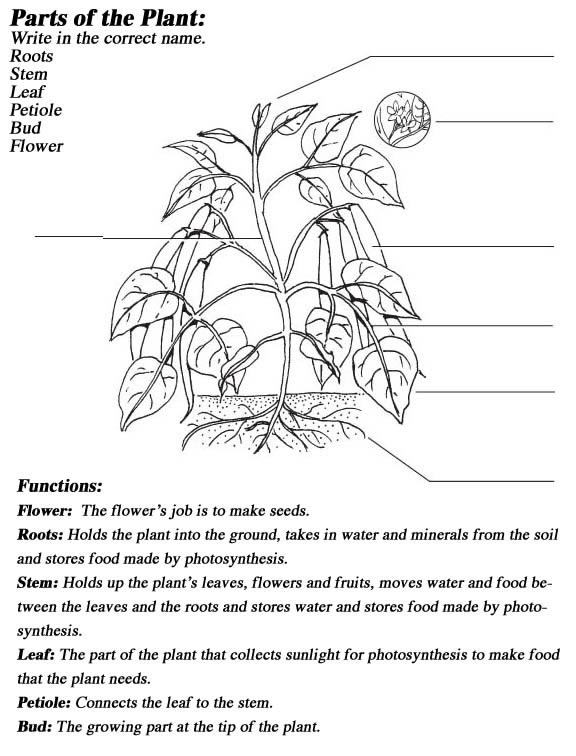 13-best-images-of-plant-parts-and-functions-worksheet-label-plant-parts-worksheet-flower