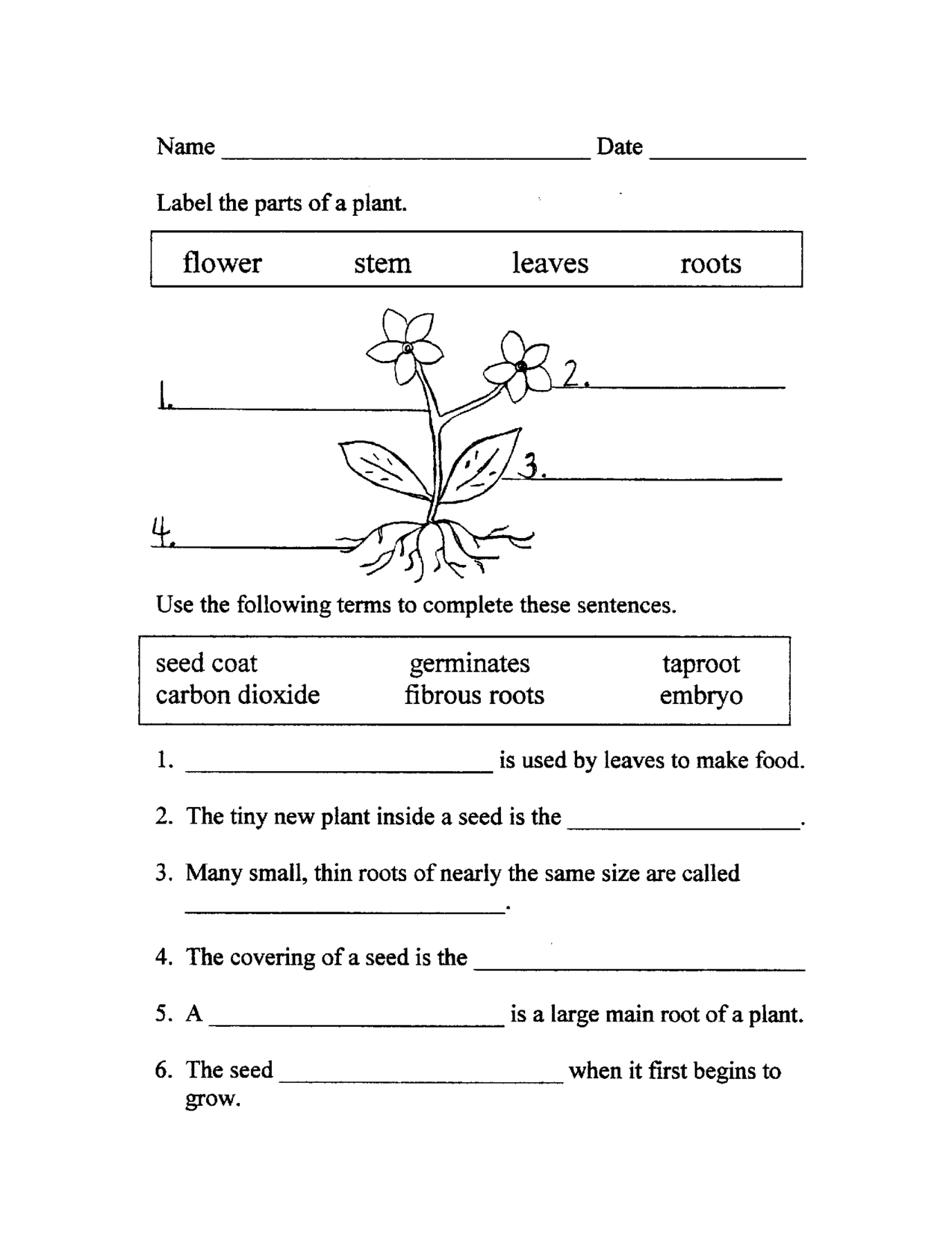 Parts Of A Flowering Plant Worksheet